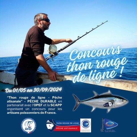 Concours Thon rouge de ligne - Pêche artisanale